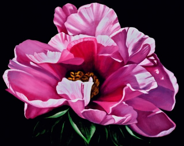 Pink Peony on Black